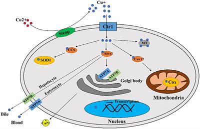 Regulatory roles of copper metabolism and cuproptosis in human cancers